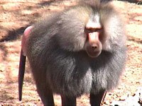 Baboon image
