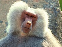 Baboon image