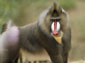 baboon desktop wallpaper