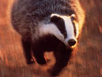 Badger image