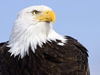 Bald Eagle picture