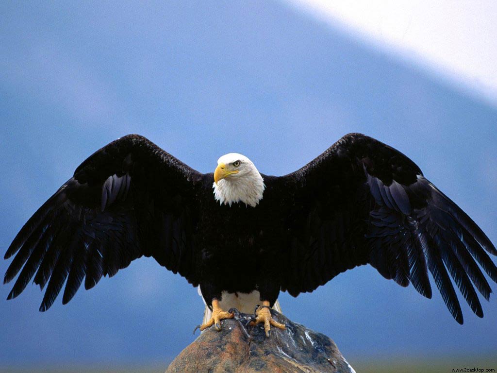 free Bald Eagle wallpaper wallpapers download