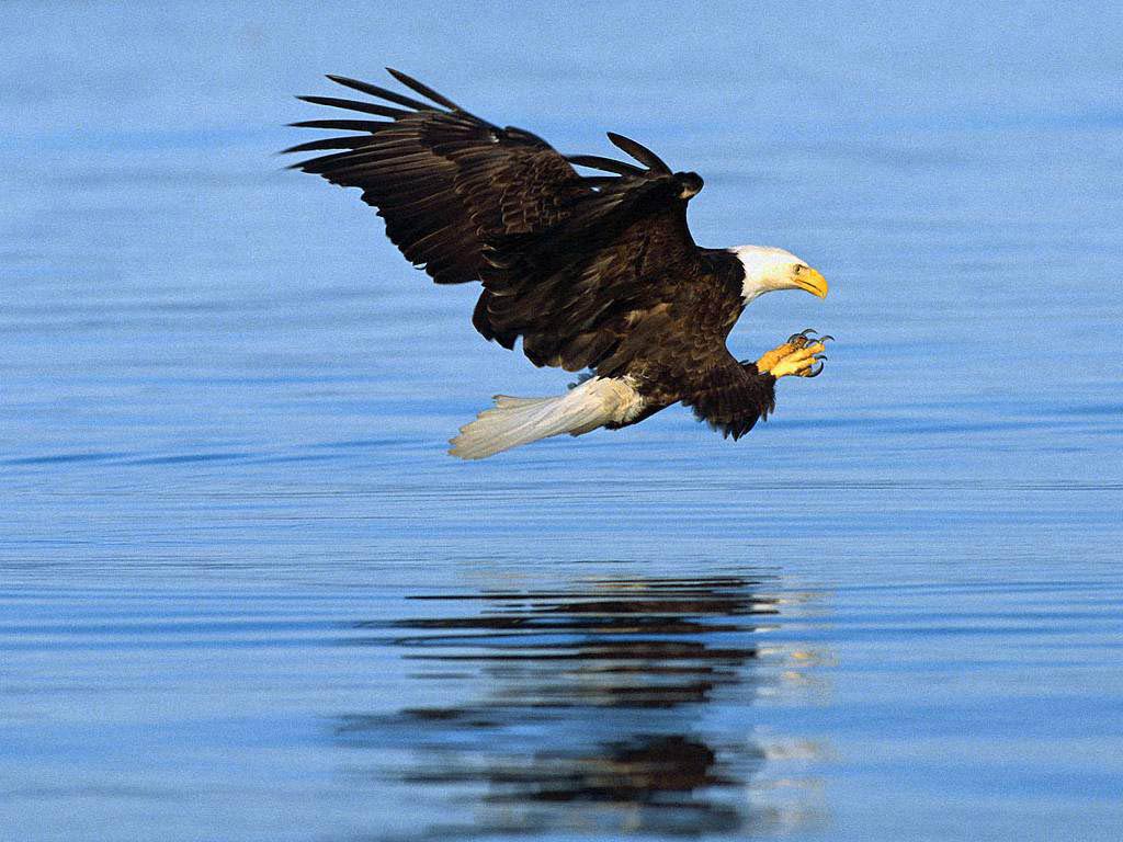 free Bald Eagle wallpaper wallpapers download