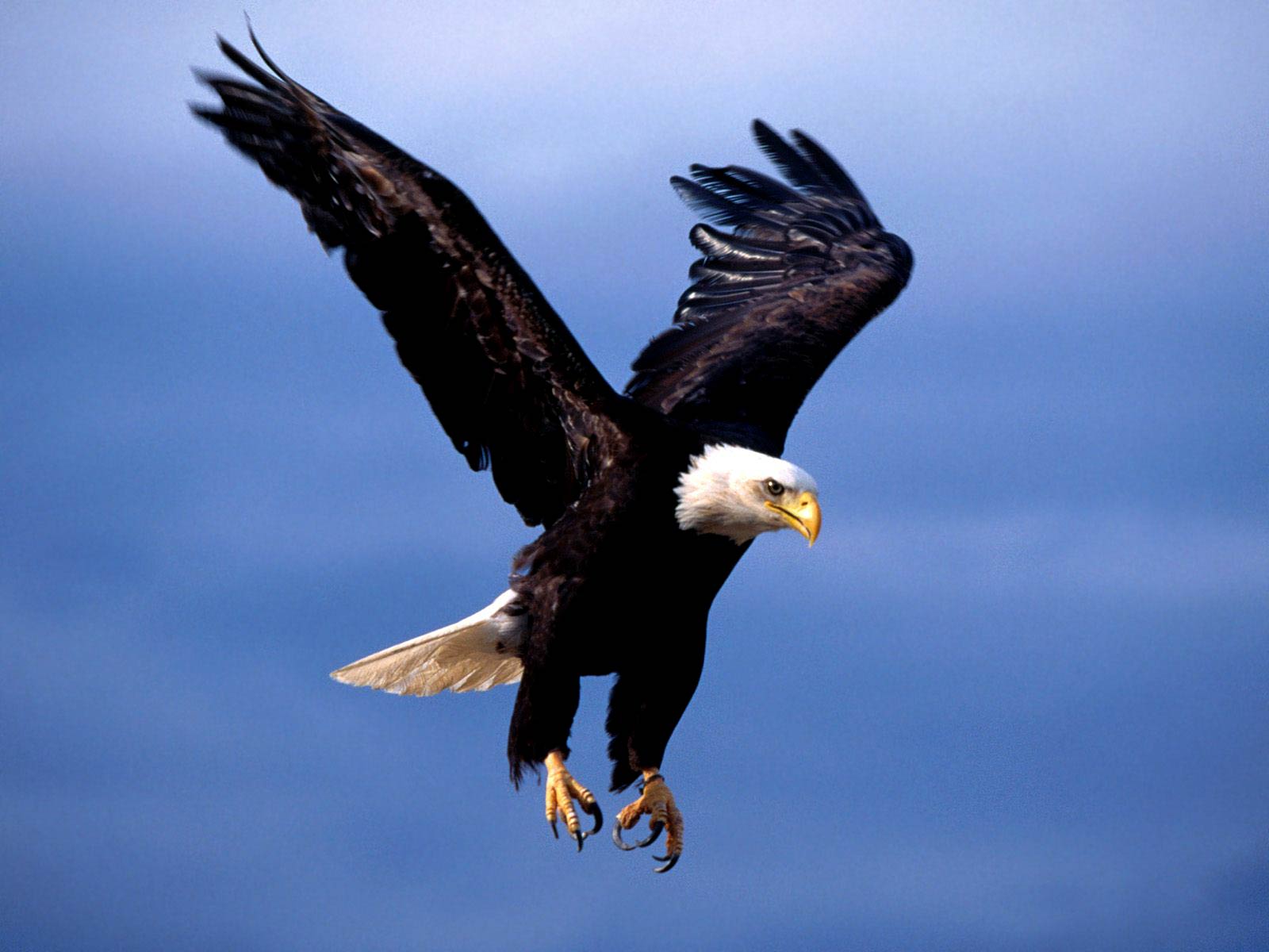 free Bald Eagle wallpaper wallpapers and background