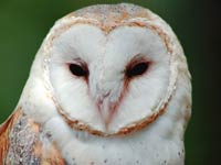 Barn Owl image