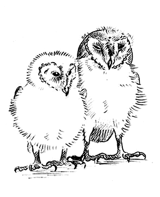 free Barn Owl coloring page picture print