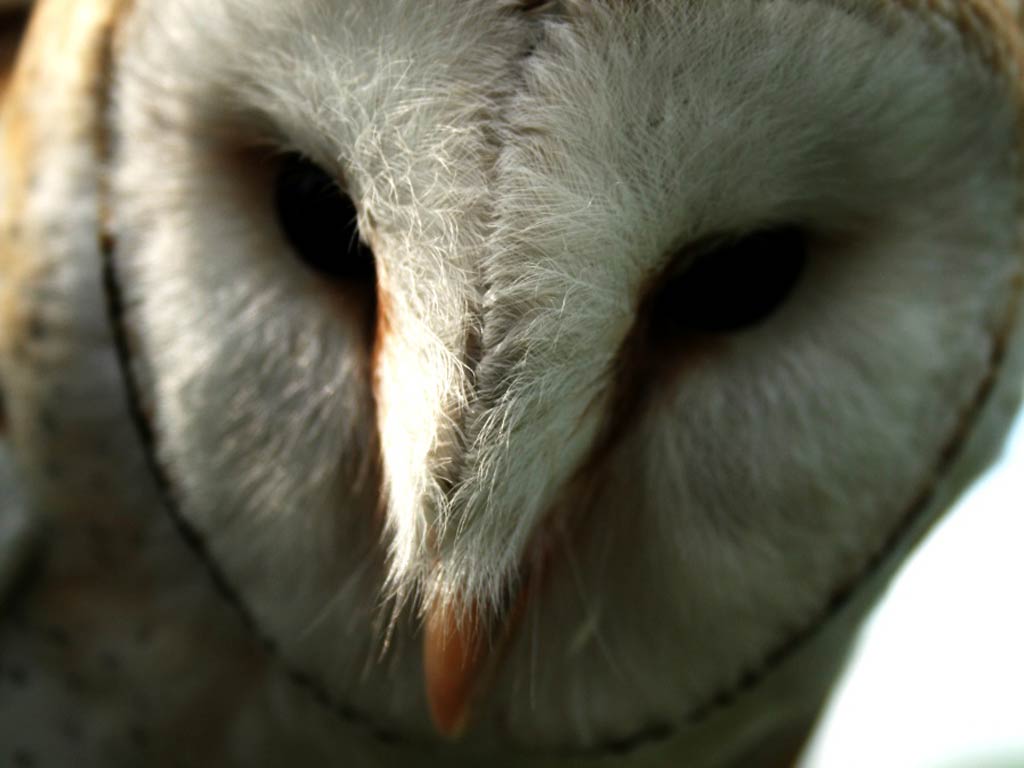 free Barn Owl wallpaper wallpapers and background