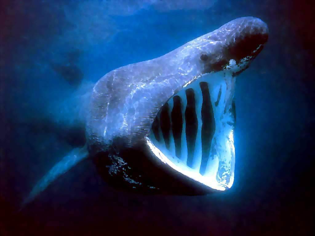 free Basking Shark wallpaper wallpapers download