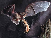 Bat picture
