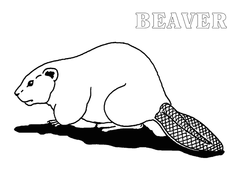 Beaver coloring printable free sheet page