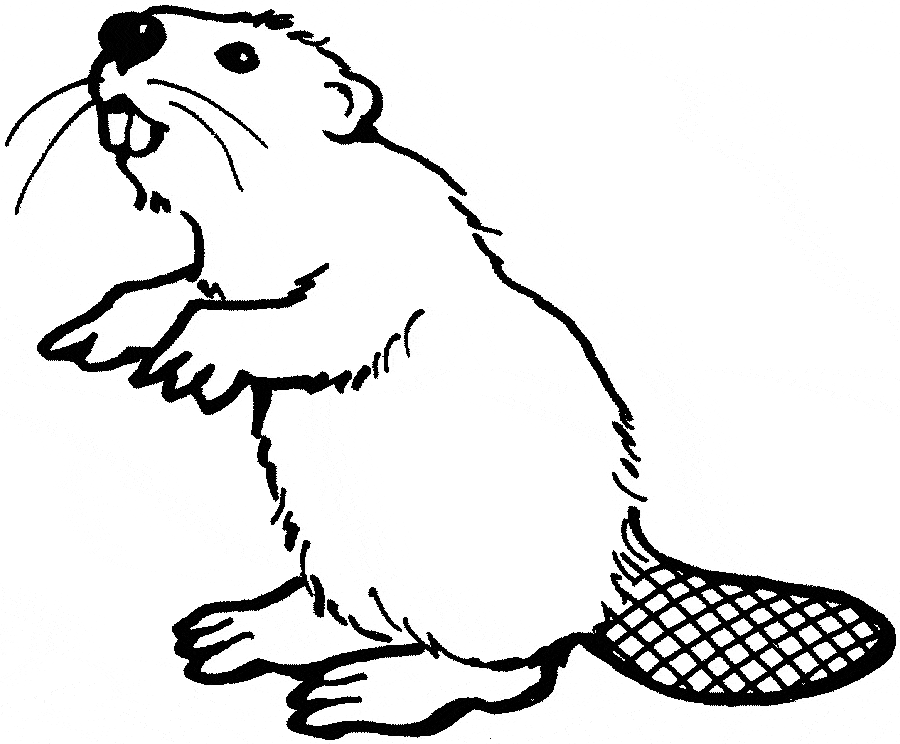 Beaver coloring printable free sheet page