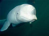 Beluga Whale image