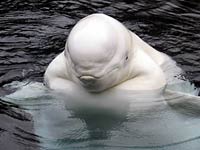 Beluga Whale image