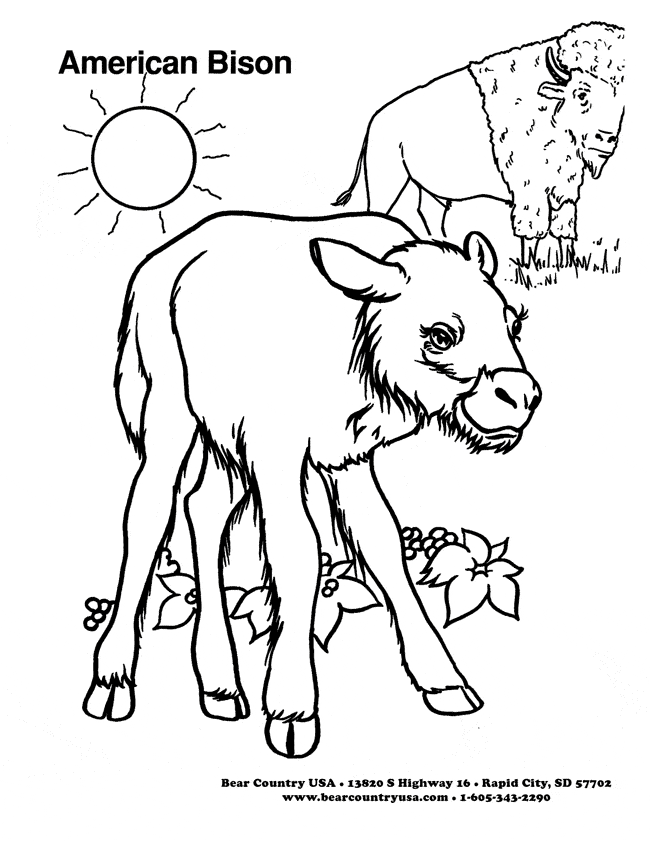 free Bison coloring page