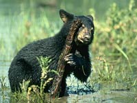 Black Bear image