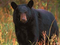 Black Bear picture