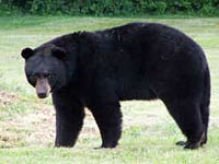 Black Bear image