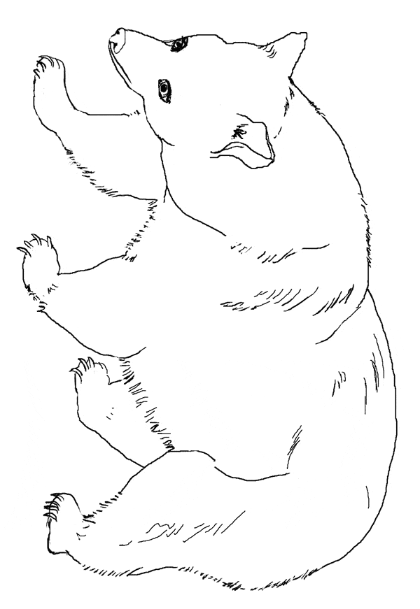 free Black Bear coloring page sheet