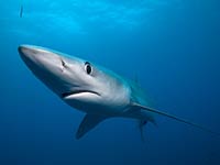 Blue Shark picture