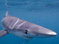 Blue Shark image