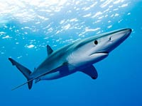 Blue Shark image