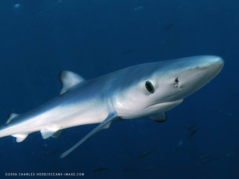 free Blue Shark wallpaper wallpapers and background