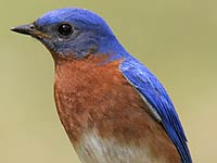 Bluebird picture