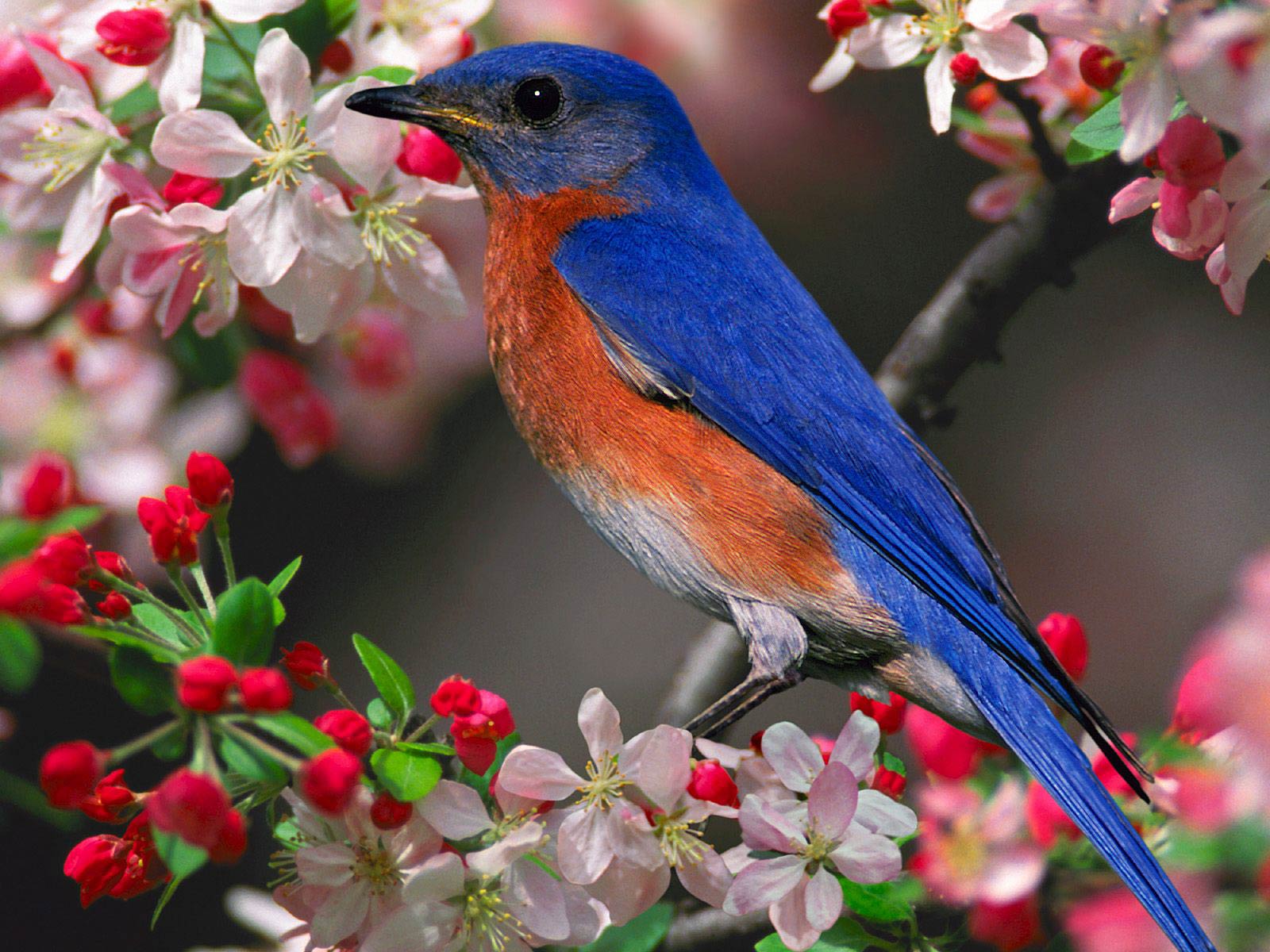 free Bluebird wallpaper wallpapers and background