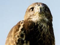 Buzzard picture