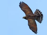 Buzzard image