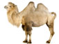 Camel wallpaper