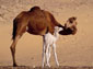 camel wallpapers