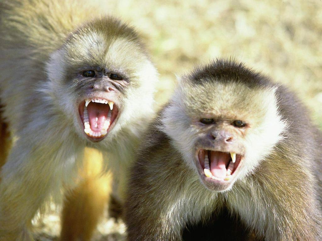 free Capuchin Monkey wallpaper wallpapers and background