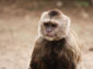 capuchin monkey desktop wallpaper