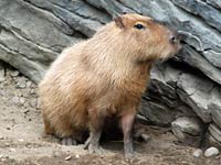 Capybara image