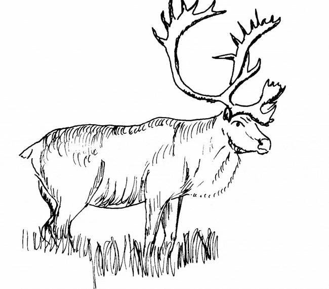 free Caribou coloring page