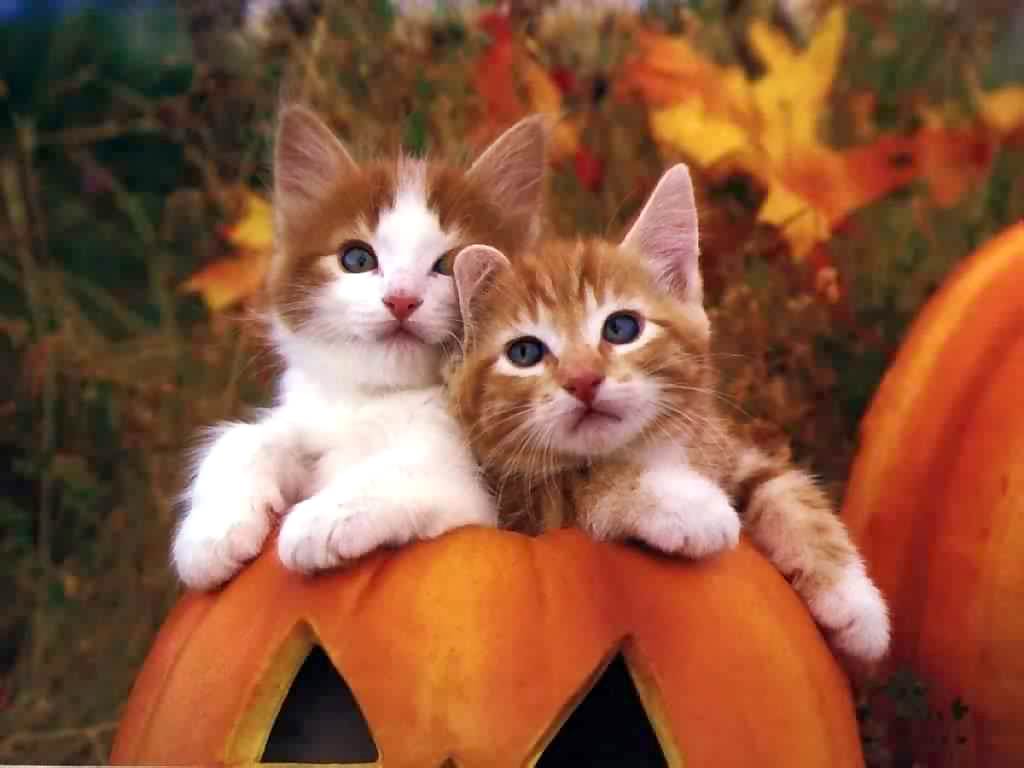 Two cute cats wallpaper