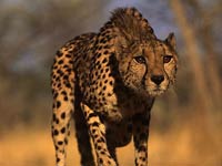 Cheetah picture