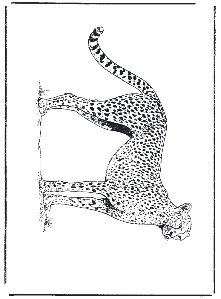 free Cheetah coloring printable sheet page