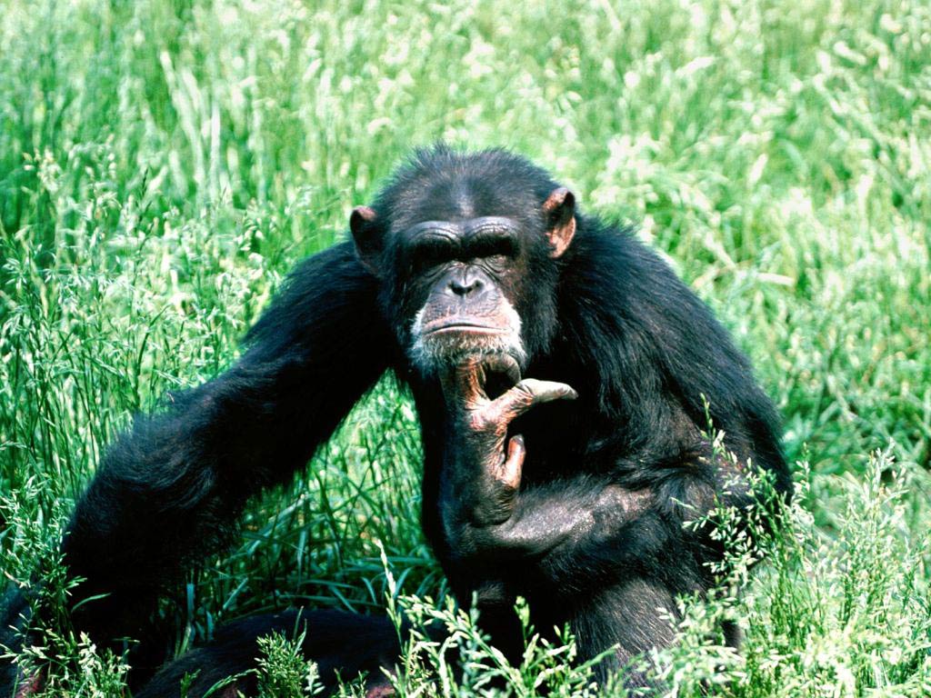 free Chimpanzee wallpaper wallpapers download