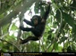 free chimpanzee wallpaper