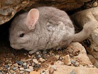 Chinchilla image