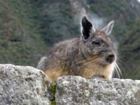 Chinchilla image