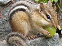 Chipmunk image