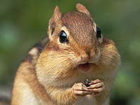 Chipmunk image