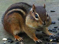 chipmunks mating