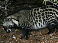 Civet image