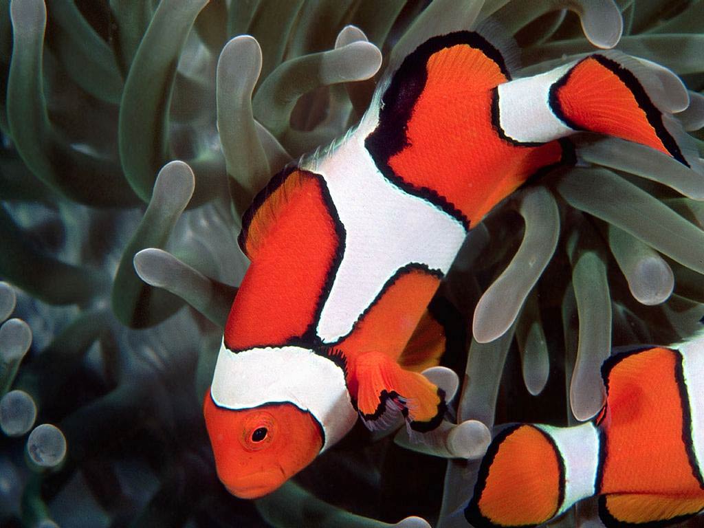 free Clownfish desktop wallpaper wallpapers Desktop and Mobile