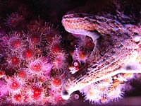 Cnidarian image