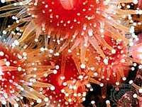 cnidarian-image-02.jpg